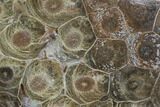 Polished Fossil Coral (Actinocyathus) - Morocco #100721-1